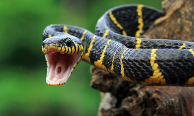 VMDK: Üzenjük Magyar Péternek: ne melengesse keblén a viperát!