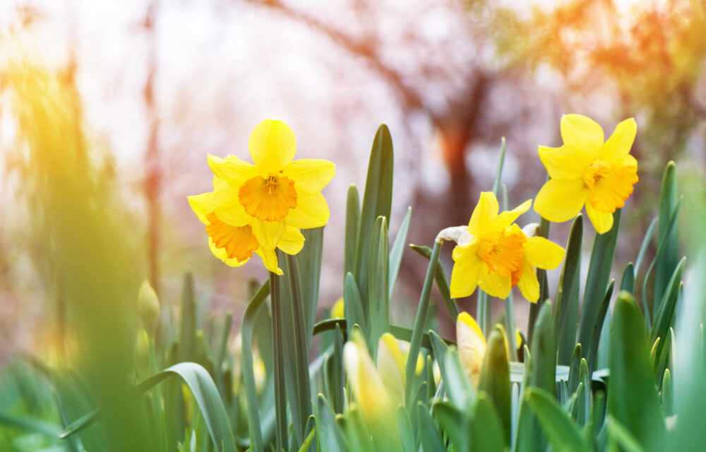 <span class="entry-title-primary">Ilyen időnk lesz húsvét hétvégén</span> <span class="entry-subtitle">Locsolkodásra ideális</span>