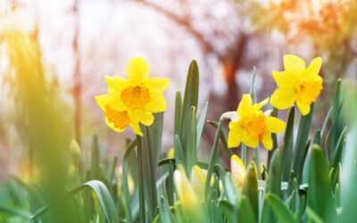 Ilyen időnk lesz húsvét hétvégén Locsolkodásra ideális