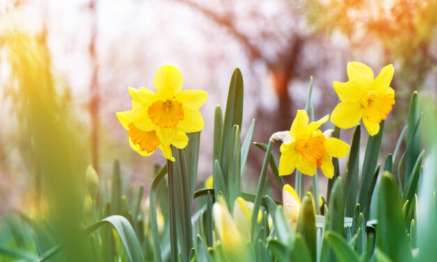 <span class="entry-title-primary">Ilyen időnk lesz húsvét hétvégén</span> <span class="entry-subtitle">Locsolkodásra ideális</span>