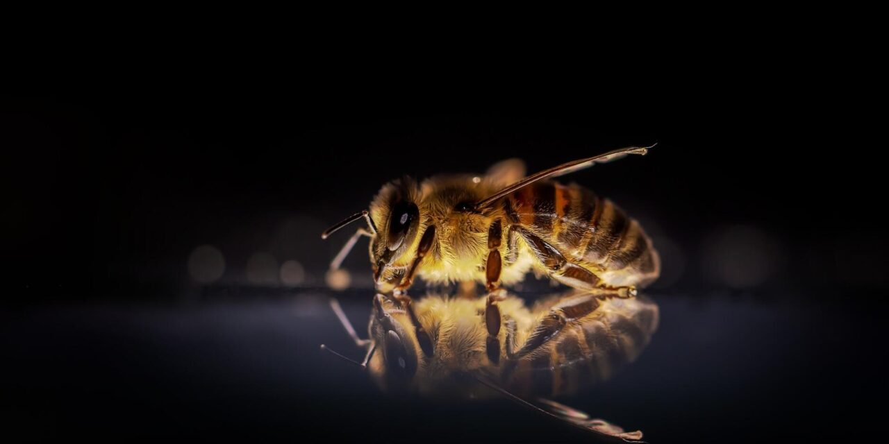 Az egészség valódi aranya: a méhek különleges ajándéka