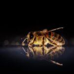 Az egészség valódi aranya: a méhek különleges ajándéka (Fotó: www.bodomeheszet.hu)