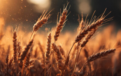 Tovább nőttek a világ élelmiszerárai