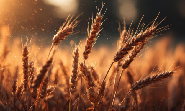 Tovább nőttek a világ élelmiszerárai