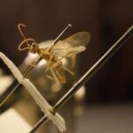 Darazsat neveztek el David Attenborough-ról a 100. születésnapja alkalmából
