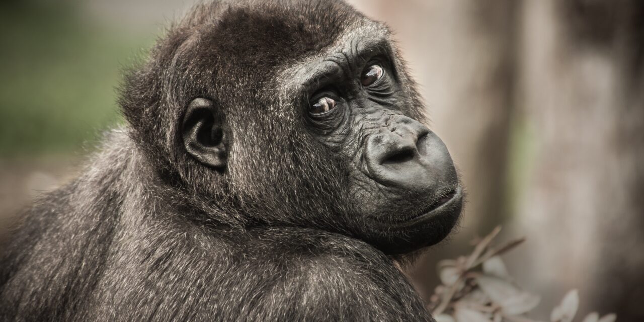 Tarol a szerelmi vita után merengő gorilla videója