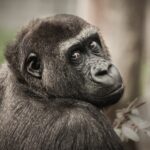 Tarol a szerelmi vita után merengő gorilla videója