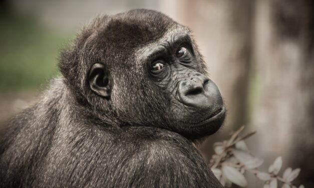 Tarol a szerelmi vita után merengő gorilla videója