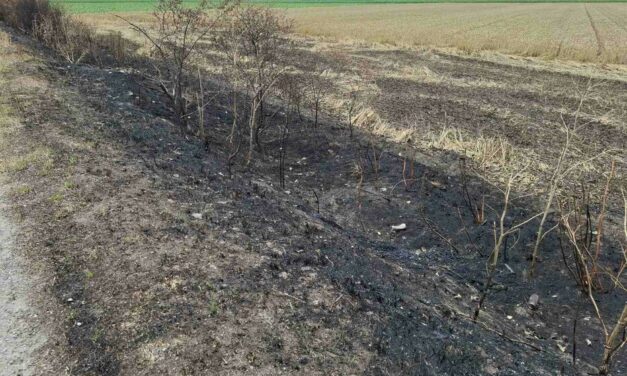 Tűz martaléka lett a szélfogó fasor a Nagykikinda–Töröktopolya úton