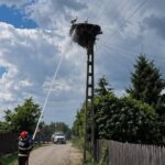 Kigyulladt a villanyoszlop, melyen gólyák fészkeltek