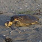 Egy hetven kilós teknős tartja rettegésben a strandolókat Horvátországban