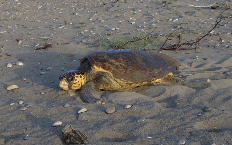 Egy hetven kilós teknős tartja rettegésben a strandolókat Horvátországban