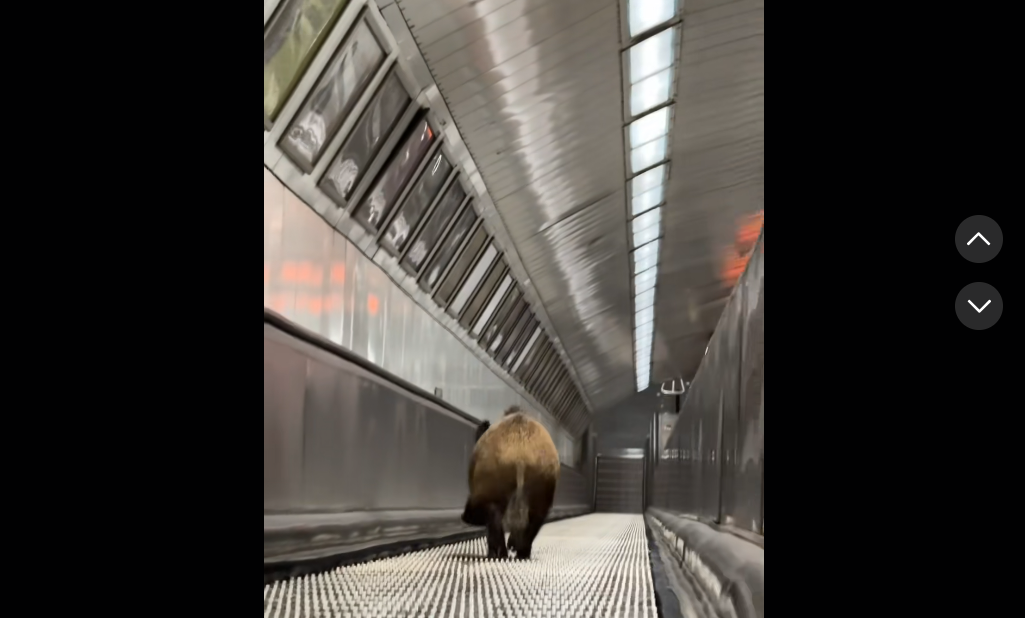 Leszaladt egy vaddisznó a budapesti metróba – kilőtték