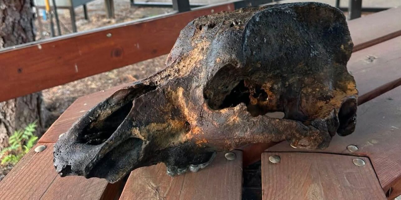 Jégkorszaki állat koponyáját találták meg az apadó Tiszában