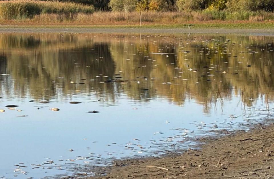 Pusztulnak a halak a Begecs melletti tóban
